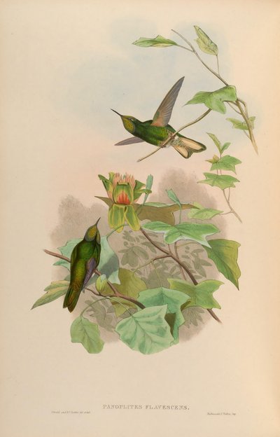 Panoplites flavescens = Boissonneaua flavescens by John Gould